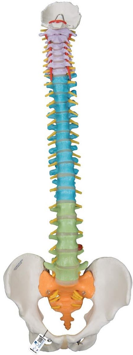 Menselijk Wervelkolommodel - Anatomisch Model - Onderwijs Demonstratie - Flexibele Montage - 33 x 19 x 19 cm - Niet gespecificeerd