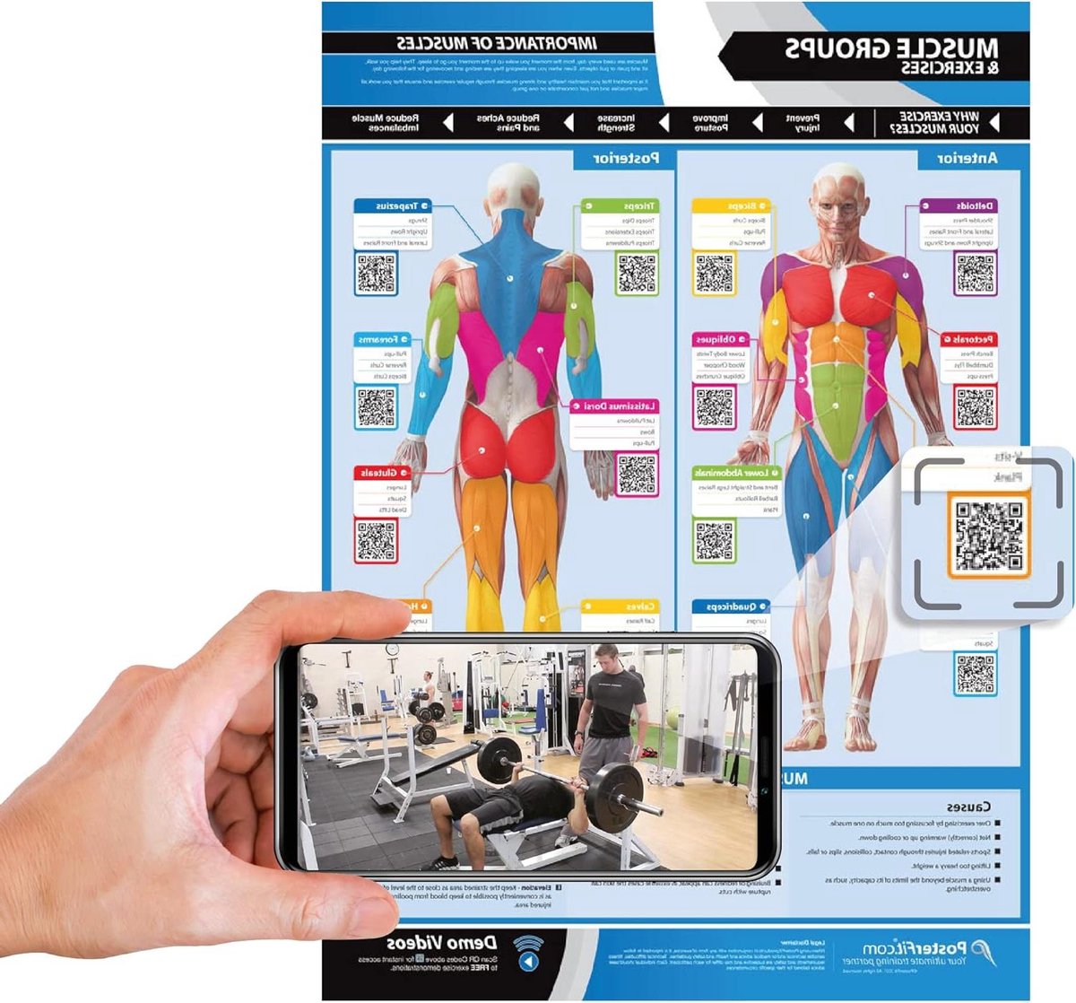 Fitness Poster - Oefeningen Wandkaart - Spiergroepen Trainen - Gelamineerd Duurzaam - 84 x 60 cm - Gekleurd