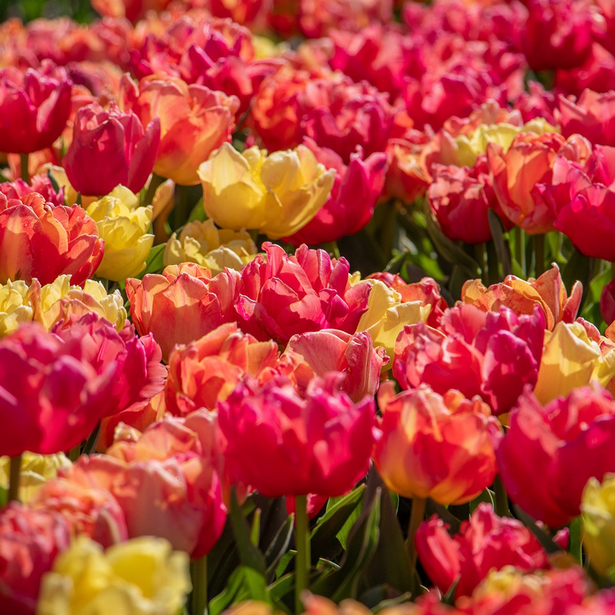 Tulpenmix Symbiose | 30 stuks | Dubbel vroeg | Geel | Roze | Zalm