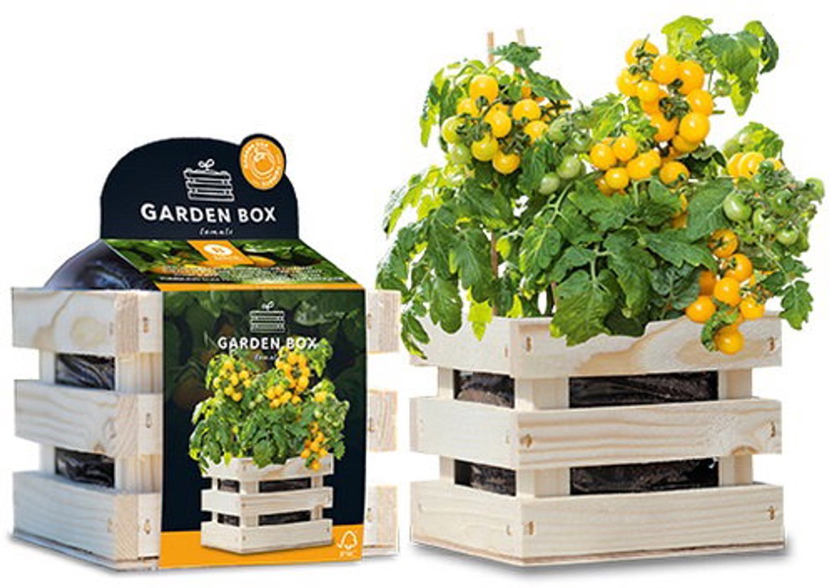 Hortus - Garden Box struiktomaat Tumbling Tom Yellow