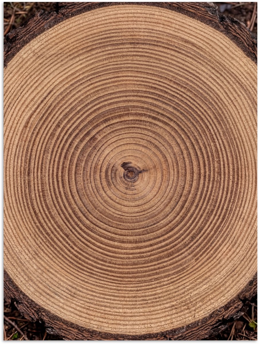 Poster 90x120 cm - Boomstam - Hout - Bruin - Posters - Kamer decoratie - Wanddecoratie woo