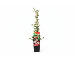 Vaccinium macrocarpon ‘Early Black’ (cranberry | veenbes) | 75 cm hoog bij levering | In 10 cm pot | Zuurminnende fruitplant