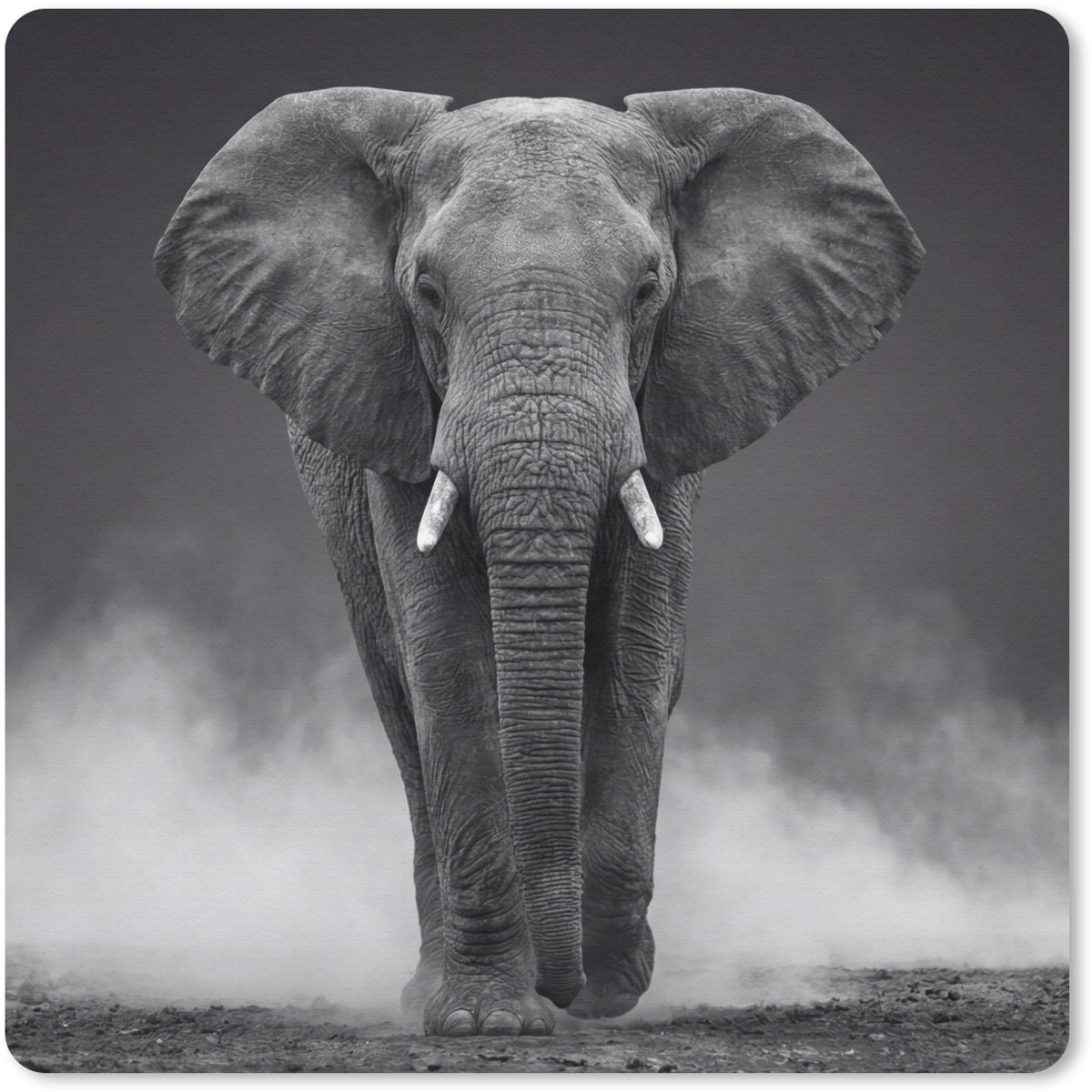 Muismat 20x20 cm - Mousepad Olifant - Zwart - Wit - Rook - Muismatten