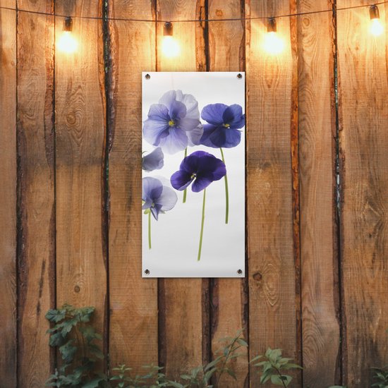 Poster de jardin Violettes violettes sur caisson lumineux - 40x80 cm - Décoration murale Outdoor - Poster de jardin - Toile de jardin - Poster de clôture - Tableau de jardin