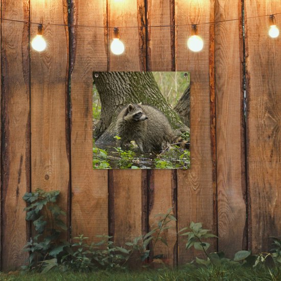 Posters de Posters de jardin Raton laveur - Water - Forêt - 50x50 cm - Toile de jardin - Poster extérieur