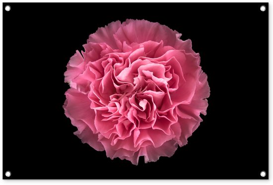 Tuinposter 90x60 cm - Tuindecoratie Bloem - Anjer - Roze - Poster voor in de tuin - Buiten decoratie - Schutting tuinschilderij - Tuindoek muurdecoratie - Wanddecoratie balkondoek