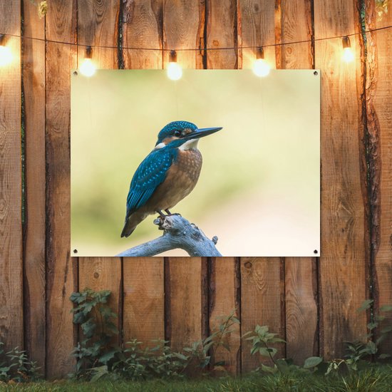 Affiche de Jardin Martin-pêcheur - Branche - Vogel - 200x200 cm - Toile de jardin