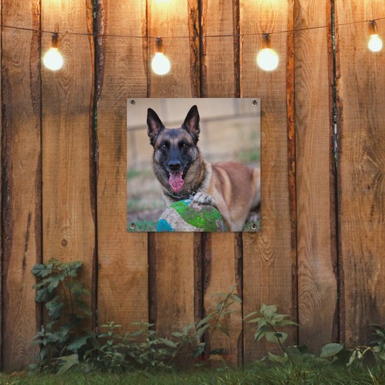 Tuinposter 50x50 cm - Tuindecoratie Mechelse herder die de bal met haar poot beet houdt - Poster voor in de tuin - Buiten decoratie - Schutting tuinschilderij - Tuindoek muurdecoratie - Wanddecoratie balkondoek