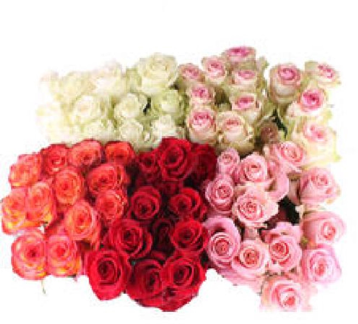 75x Rosa mix vast special 60cm