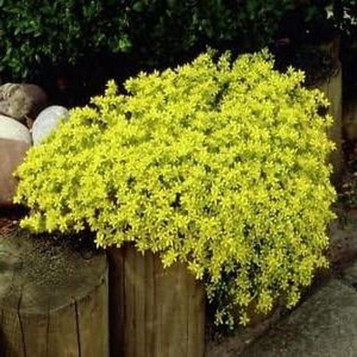 Sedum Tapijt - Vetkruid Zaden - Groene Tuin - Makkelijk Kweekbaar - 100+ Zaden - Groen