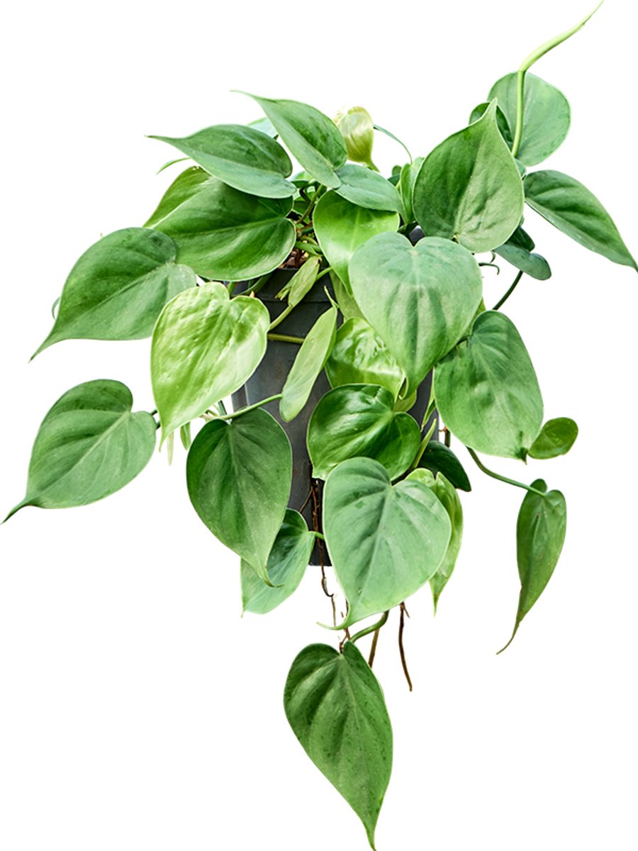 Hydroplant Philodendron Scandens