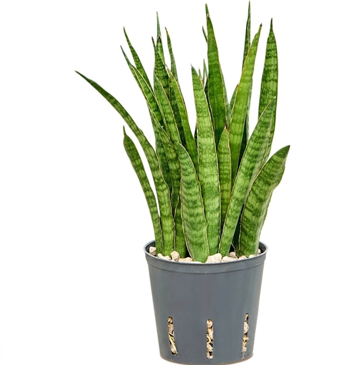 Sansevieria kirkii Hydrocultuur - 25cm pot 13cm