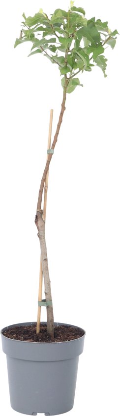 Pruimenboom - Prunus domestica 'Opal' - Hoogte 90-100cm - ⌀21cm - Plant