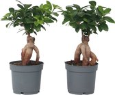 Kunstplant Anthurium 120 cm –Easyplants Kunstplanten