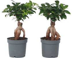 Plant in a Box - Ficus Ginseng - Set van 2 - Japanse Bonsai Kamerplanten - Pot 12cm - Hoogte 30-40cm