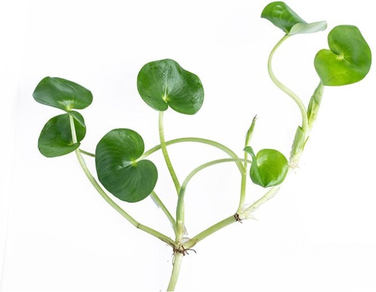 Aquaflora Heteranthera Reniformis | Drijfplant Waterplant