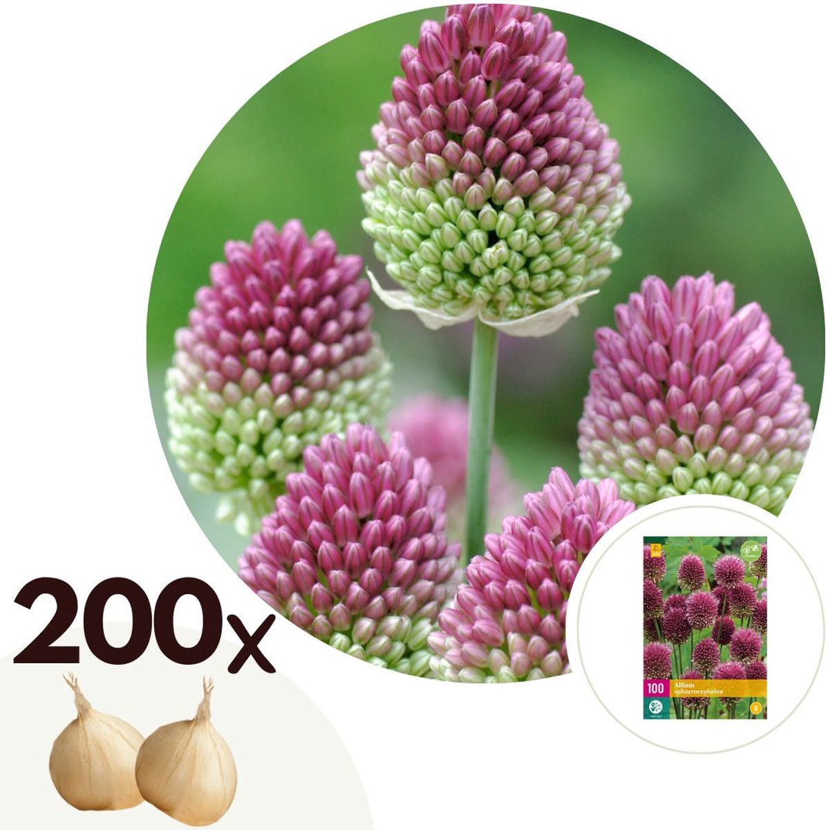 Plant in a Box - Allium Sphaerocephalon - Bloembollen x200 - Trommelstok - Bloembollen voor Tuin, Terras of Balkon