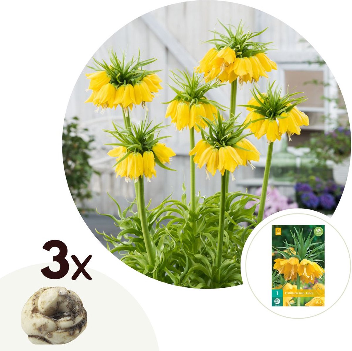 Plant in a Box - Fritillaria Lutea - Bloembollen x3 - Gele Kievitsbloem - Geel - Winterhard