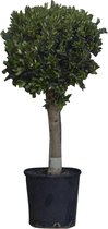 Bol olijfboom | Olea europaea 20-30 cm 40 cm| Bomenbezorgd.nl