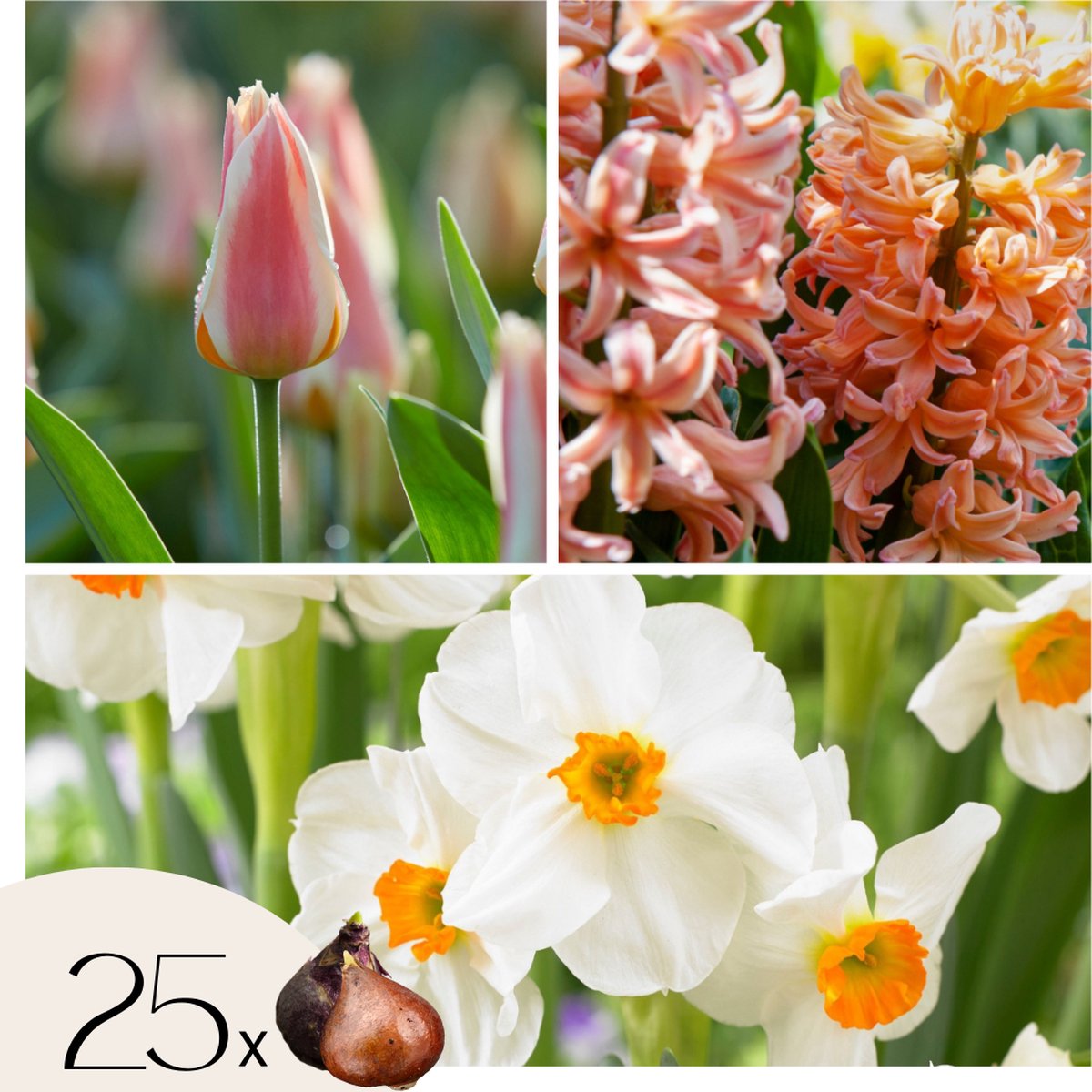 Plant in a Box - Bloembollen x25 - Narcis, tulp, hyacint - Wit/perzik - Kleur je tuin 'Peach Blush' - Vroege voorjaarsbloeiers - Herfstplanting