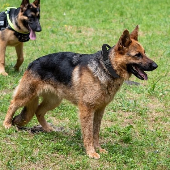 Collier tactique pour chien avec poignée réglable pour Chiens de taille moyenne et grande
