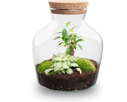 Planten terrarium - Little Joe - Ecosysteem plant - ↑ 21,5 cm