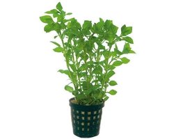 Moerings Ludwigia Palustris Groen in 5 cm pot