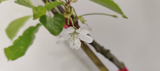 Gedetailleerde close-up van een enkele witte kersenbloesem met gele stampers.