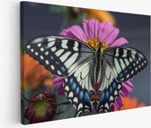 80 cm x 80 cm