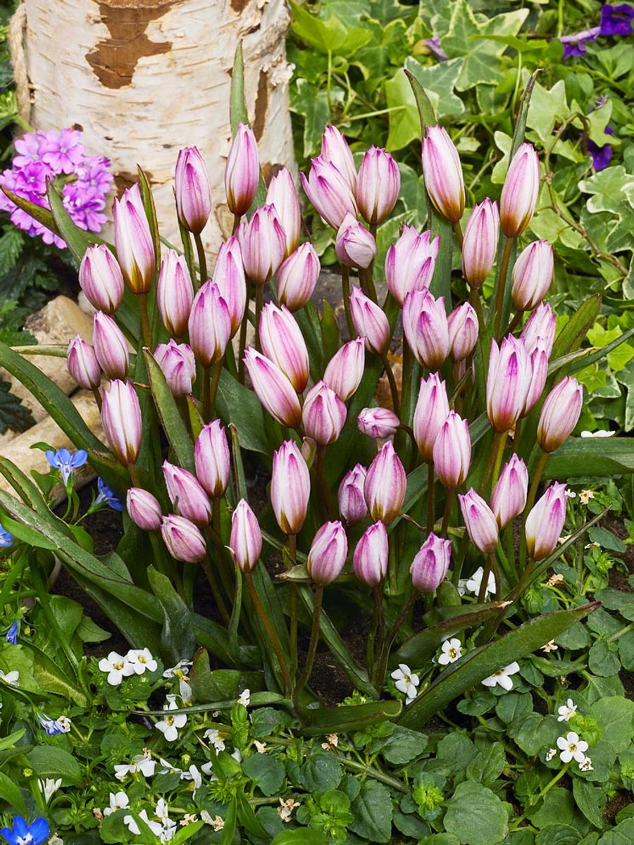 20x Tulpen 'Hilde' - BULBi® Bloembollen met bloeigarantie