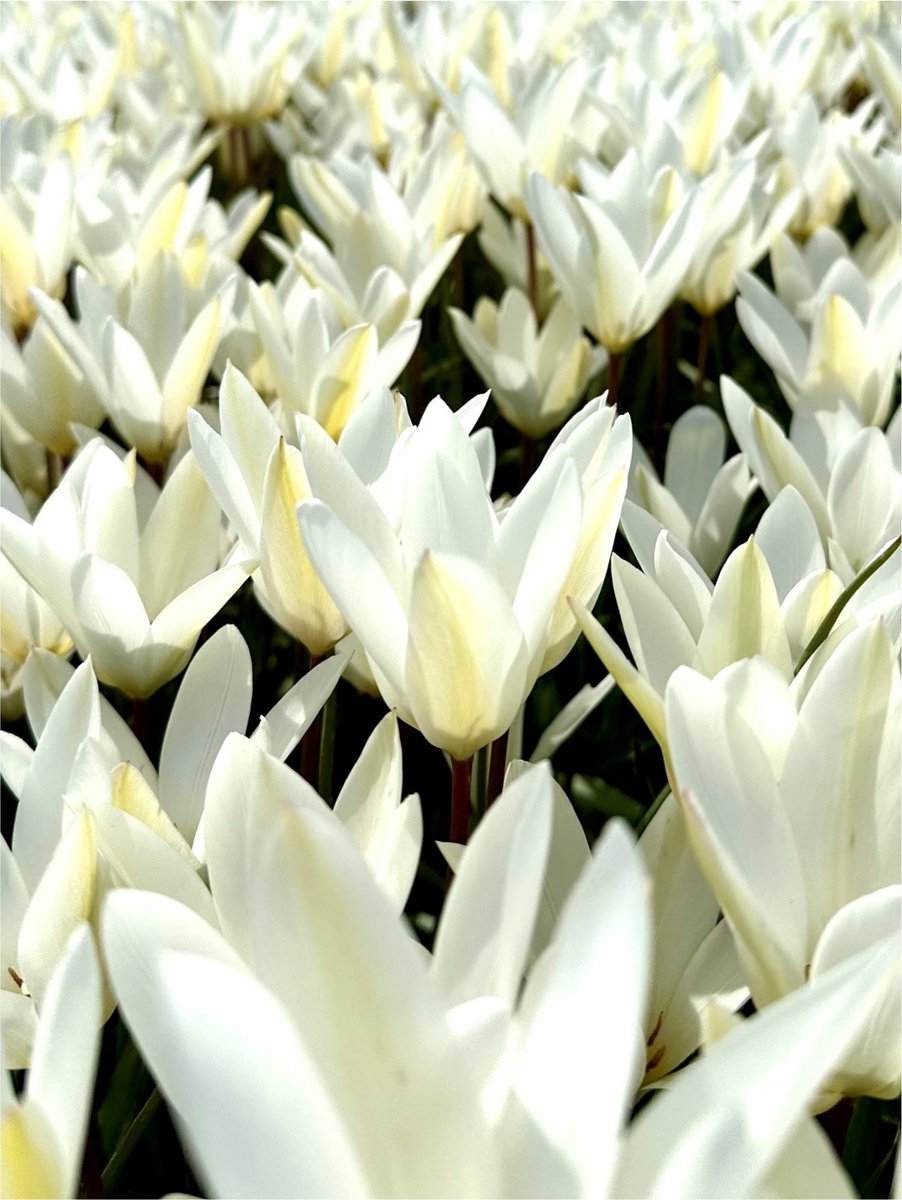 8x Tulpen 'Sylvia clusiana' - BULBi® Bloembollen met bloeigarantie