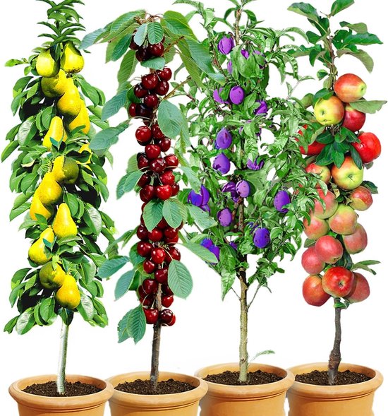 nordischer olivenbaum Olivenbaum kaufen | Olea europaea