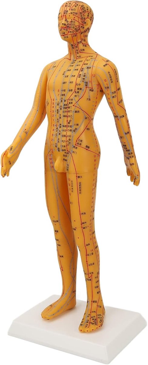 Acupunctuur Model Man 53 cm voor Studie en Oefening - Duurzaam PVC