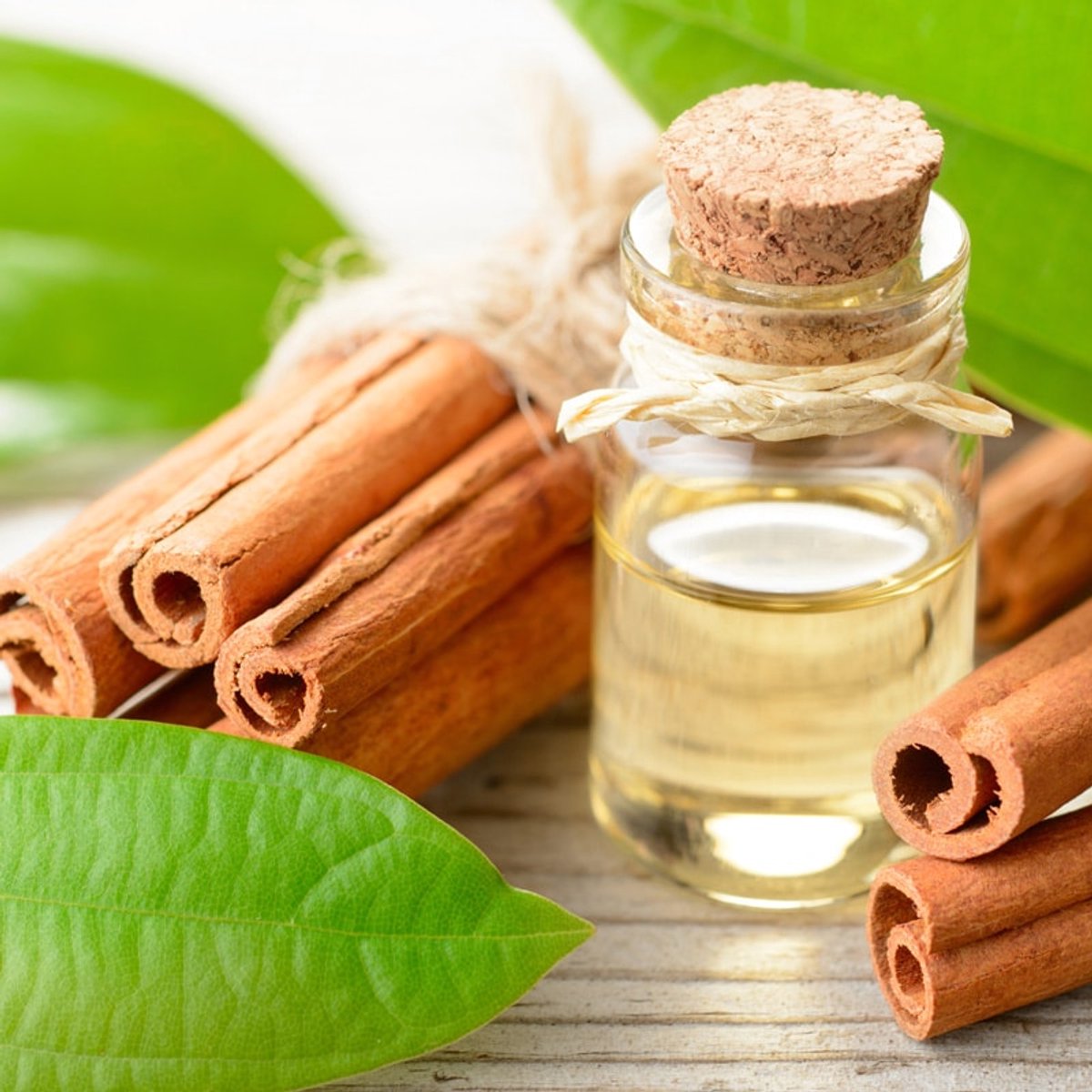 Kaneelblad Etherische Olie - 50 ml