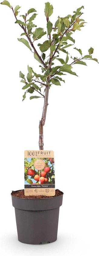 Fruitplukzak, Tuinschort met Zakken en Oogstzak, Groenteoogst Appels
