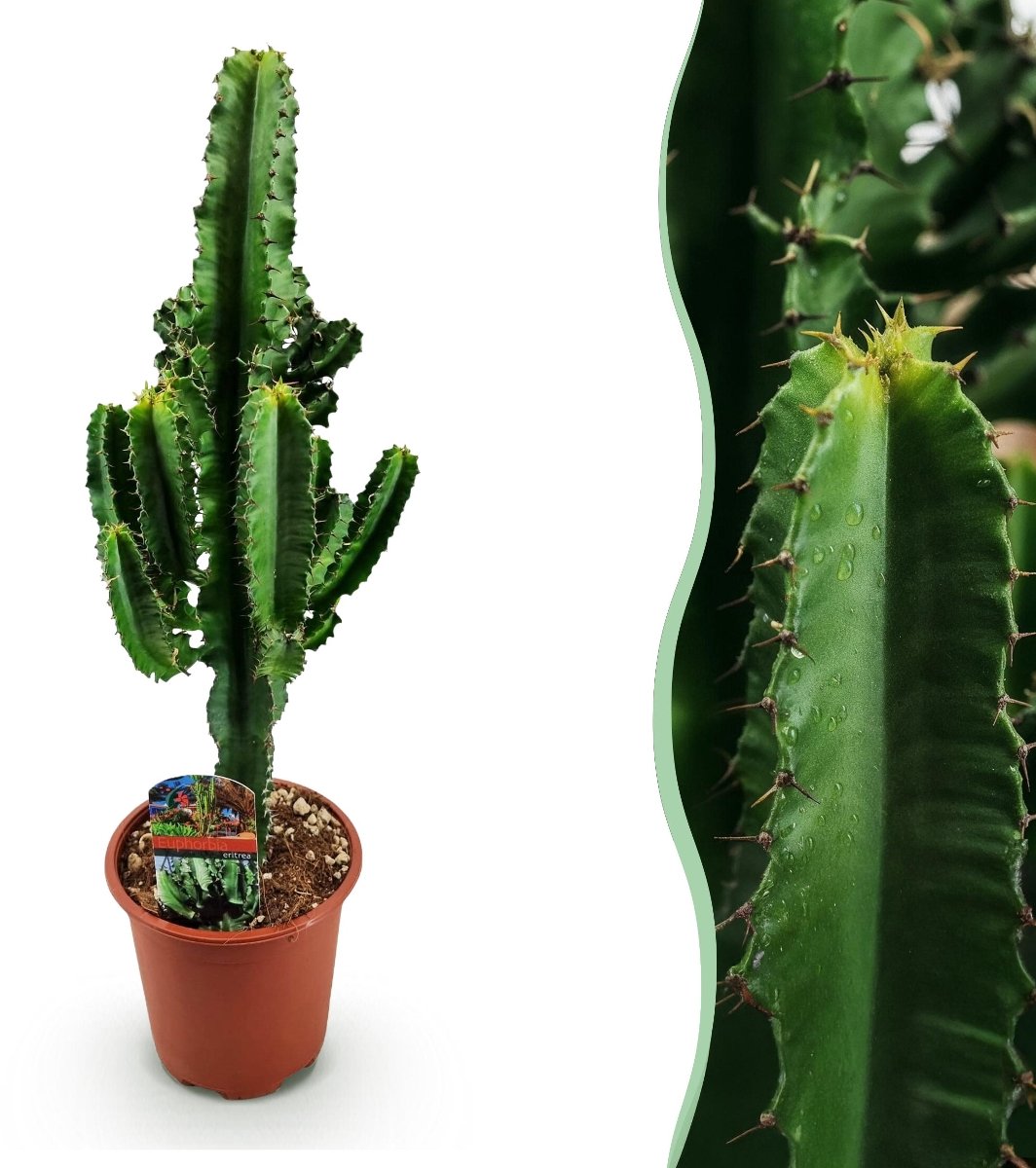 Green boutiQ - Kamerplant - Euphorbia eritrea - Afrikaanse melkboom - Weinig onderhoud - Groen - 1 - Pot 17cm - Hoogte 60cm