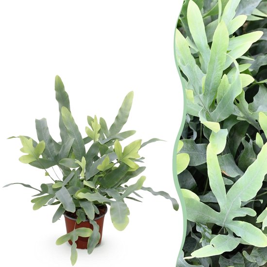 Phlebodium aureum kopen