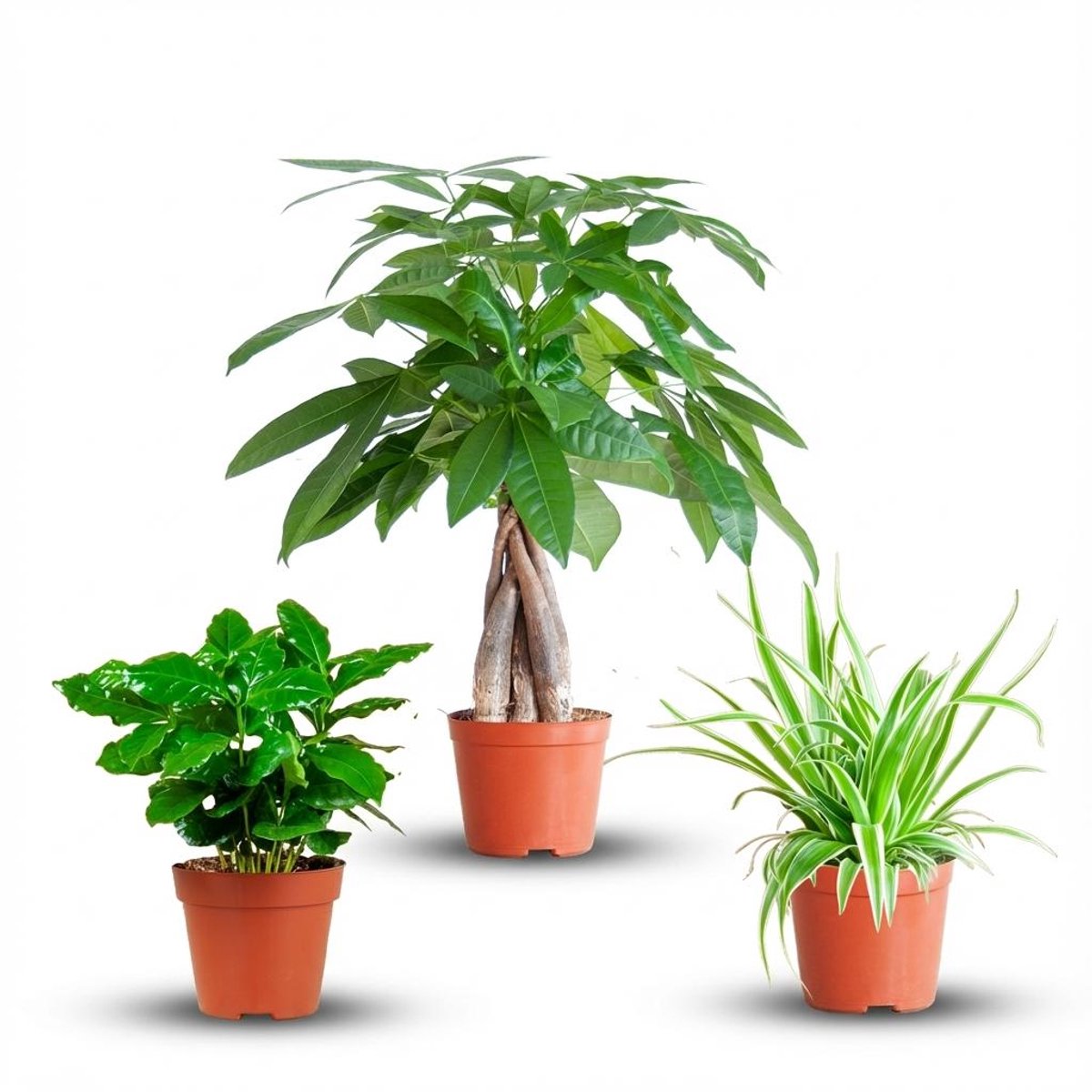 Green BoutiQ - Mix Van 3 Makkelijke Kamerplanten - Pachira Aquatica, Coffea Arabica, Chlorophytum - Groen - Weinig Onderhoud - 3 Planten - Pot 12 -