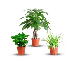 Green boutiQ - Mix van 3 Makkelijke Kamerplanten - Pachira Aquatica, Coffea Arabica, Chlorophytum - Groen - Weinig onderhoud - 3 Planten - Pot 12 - 14cm - Hoogte 25 - 45cm