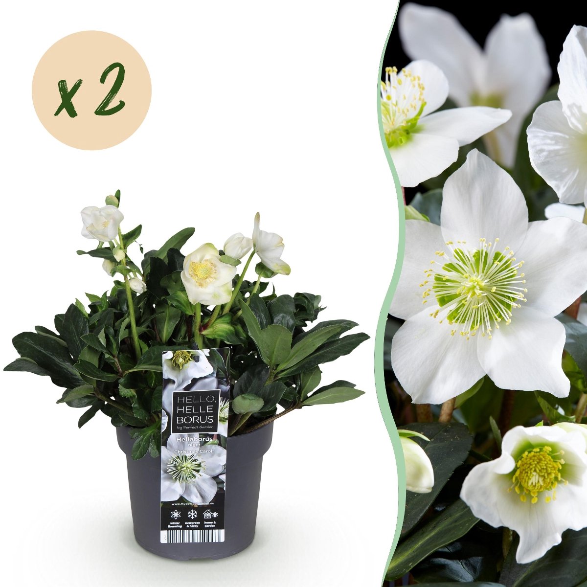 Productfoto van kerstroos Helleborus Christmas Carol met witte bloemen in pot
