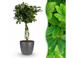Green boutiQ - Kamerplant - Vingerplant - Schefflera Nora - Groen - Weinig onderhoud - 1 Plant - met Potter Grijs - Pot 21cm - Hoogte 70 - 80cm