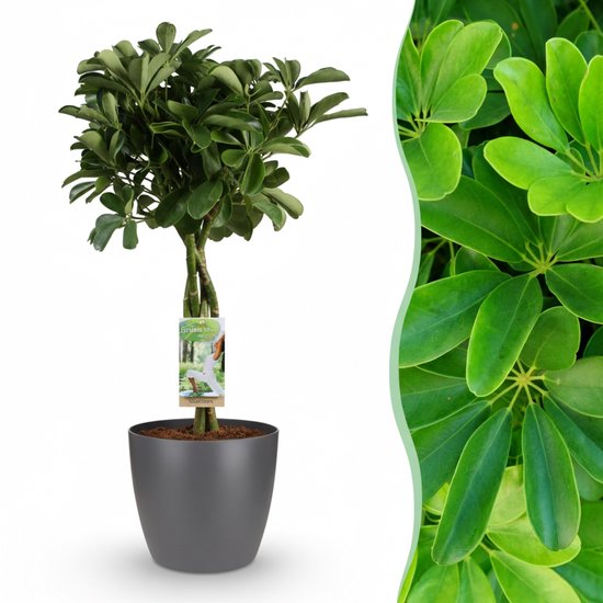 Green boutiQ - Kamerplant - Vingerplant - Schefflera Nora - Groen - Weinig onderhoud - 1 Plant - met Potter Grijs - Pot 21cm - Hoogte 70 - 80cm