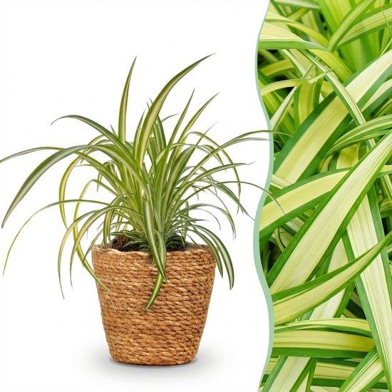 Green boutiQ - Kamerplant - Chlorophytum comosum Variegatum - Bonte Graslelie - Huisdiervriendelijke Plant - Groen - 1 Plant - met Mand - Pot 12cm - Hoogte 20cm