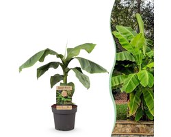 Green boutiQ - Fruitplant - Japanse vezelbanaan - Musa Basjoo - Winterhard - Pot 21cm Hoogte 70-90cm