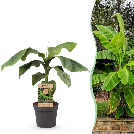 Green boutiQ - Fruitplant - Musa Basjoo - Bananenboom - Winterhard - Groen - 1 Plant - Pot 21cm - Hoogte 70-90cm