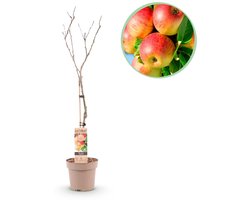 Green boutiQ - Fruitboom - Malus domestica Jonagold - Appelboom - Winterhard - Geel-Groene Appel - 1 Plant - Pot 21cm - Hoogte 90cm