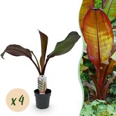 Green boutiQ - Fruitplant - Bananen plant - Ensete ventricosum Maurelli - Winterhard - 4 planten - Pot 12cm Hoogte 30cm