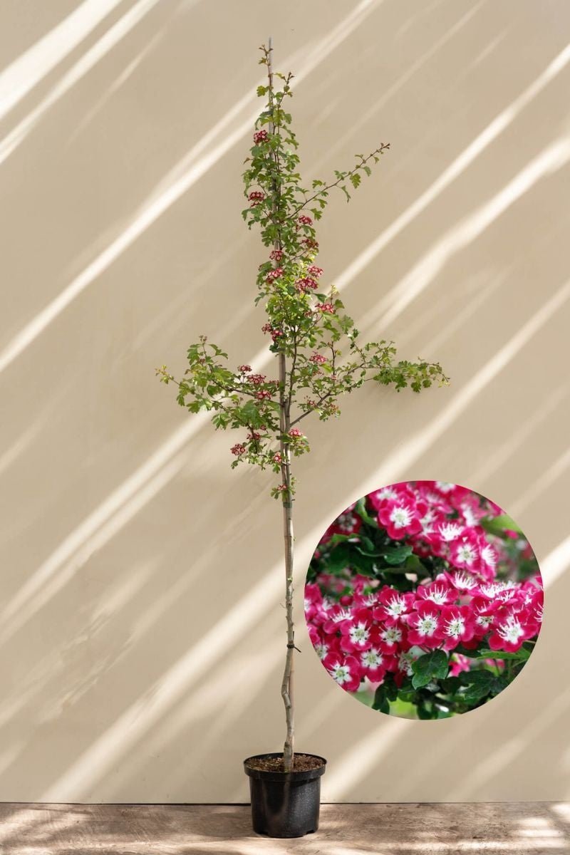Jonge Engelse meidoorn boom | Crataegus laevigata 'Crimson Cloud' | 100-150cm hoogte