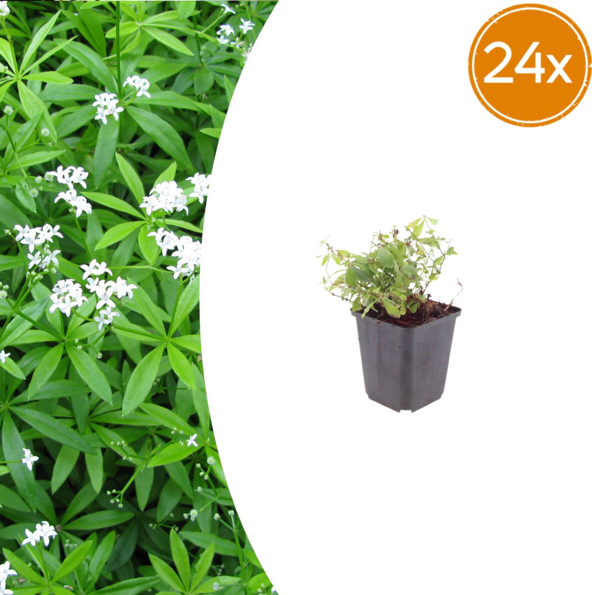 Tuinplantenshop.com | Galium odoratum | 24 stuks - Ø9cm - 10-25cm hoog - Tuinplant