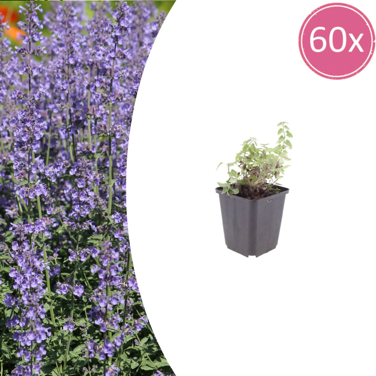 Tuinplantenshop.com | Nepeta 'Grol' | 60 stuks - Ø9cm - 10-25cm hoog - Tuinplant